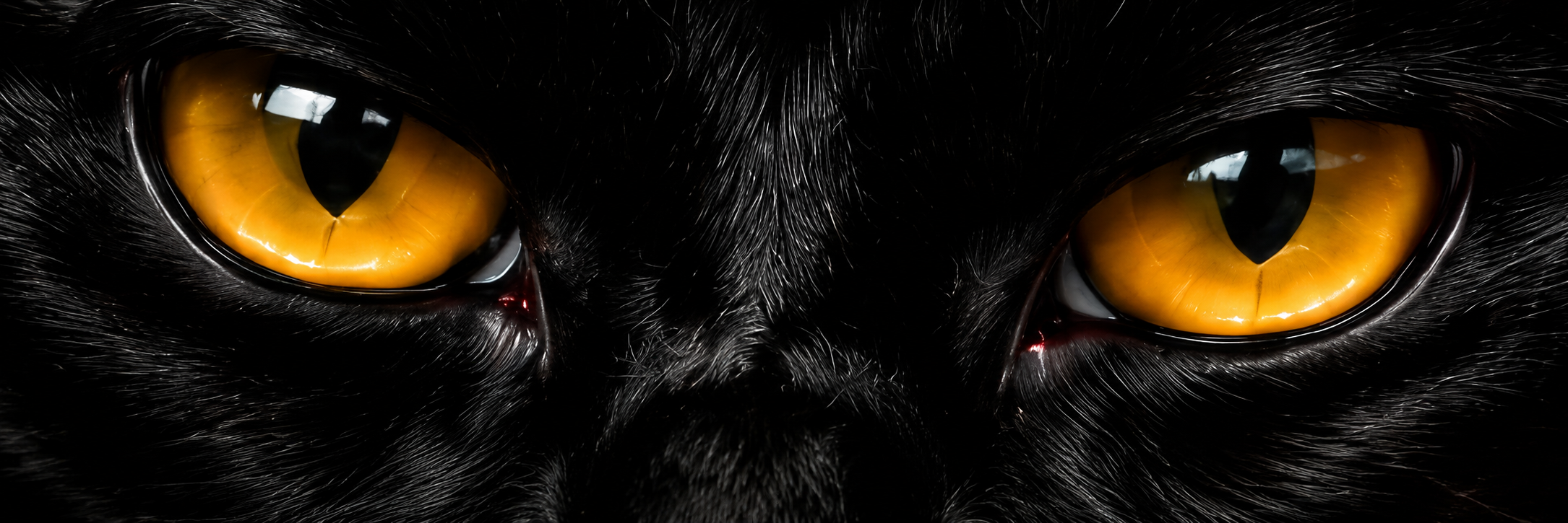 Black cat eyes